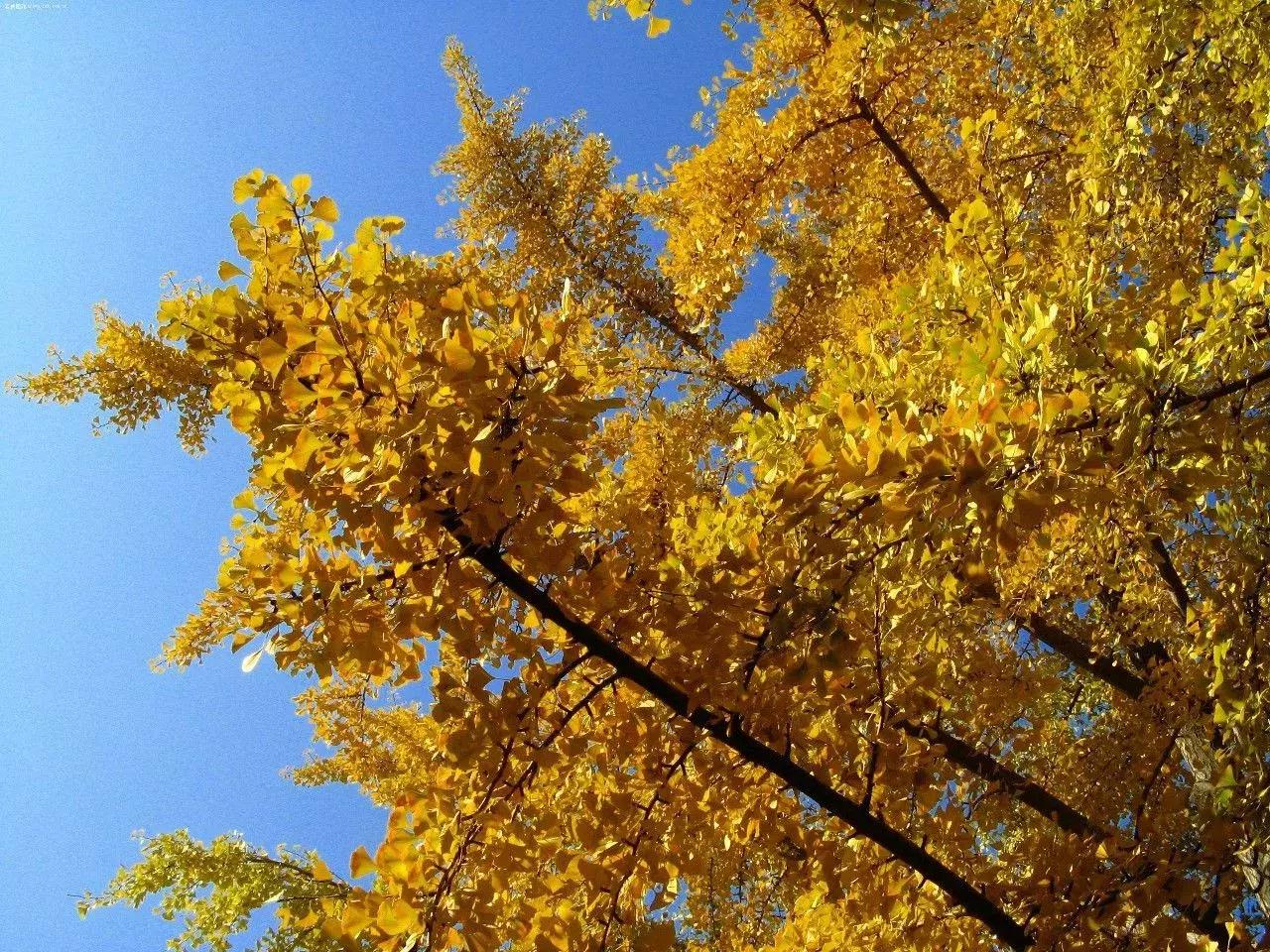 机票价格大跳水最低到0.7折啥情况,机票最低240元