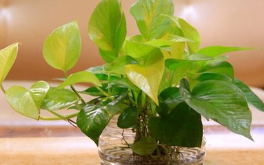 盆栽栀子花叶子变黄怎么办,盆栽石榴叶子变黄什么原因