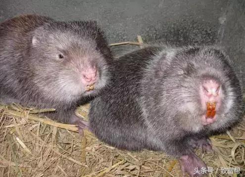 养老鼠有经济效益吗,竹鼠有什么经济效益