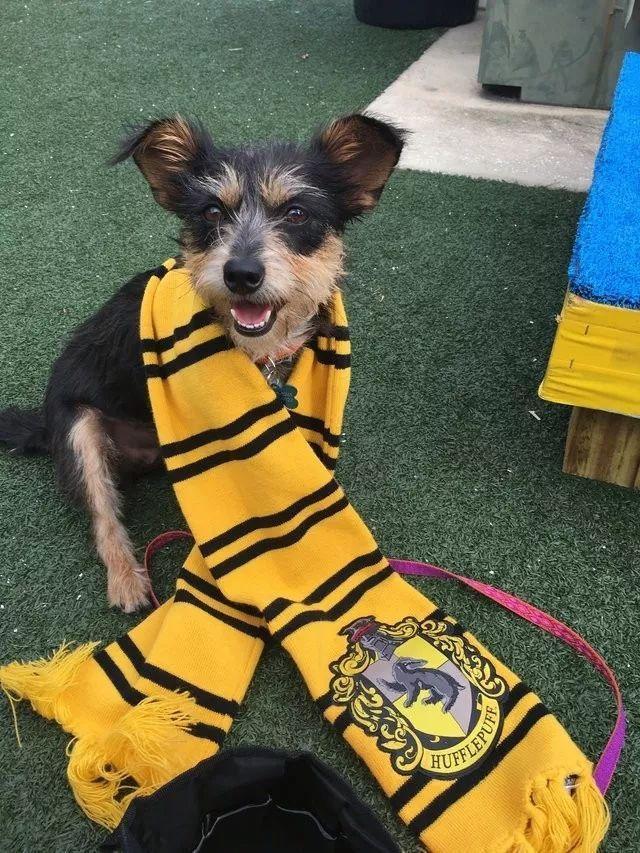 为什么要用领养代替购买、一定要了解的几大理由!