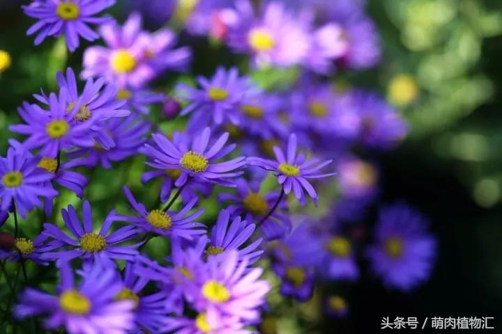 10月适合养的草花 (适合北方的春季草花)