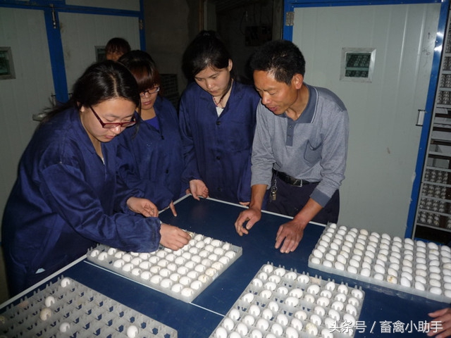 鸽子不产蛋什么原因,鸽子产蛋不孵化怎么办