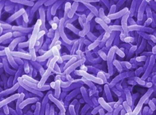 蓝藻统治了地球多少年,蓝藻爆发与什么元素有关