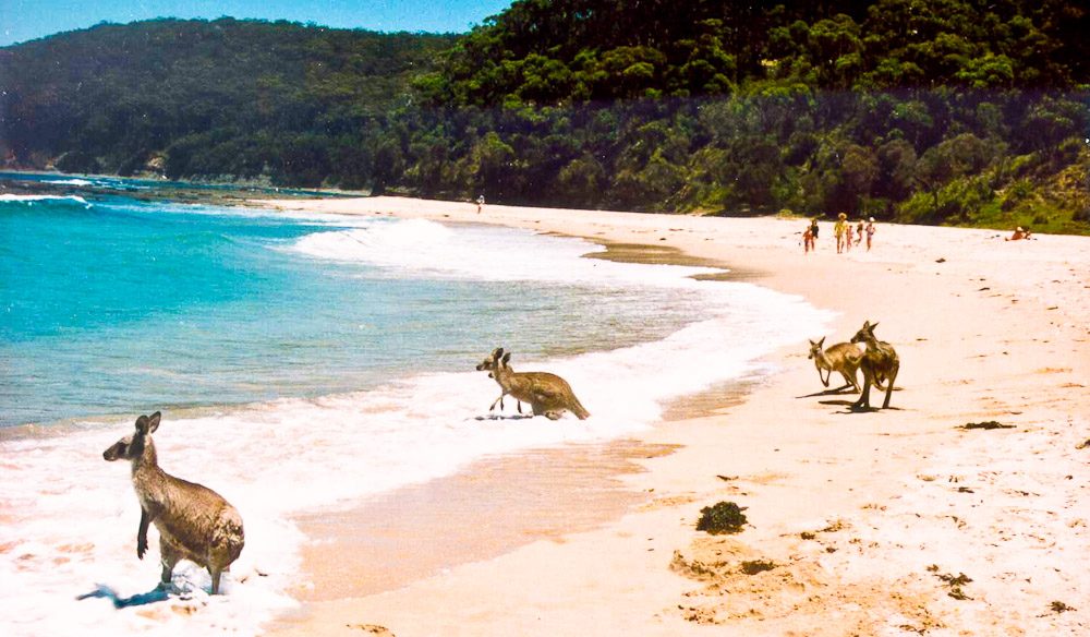 澳洲版终极吃货考验:把袋鼠、蜥蜴和鸸鹋当“路边餐”