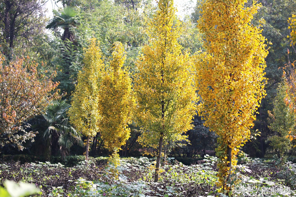 银杏果属于什么果实,银杏树结的果是什么果