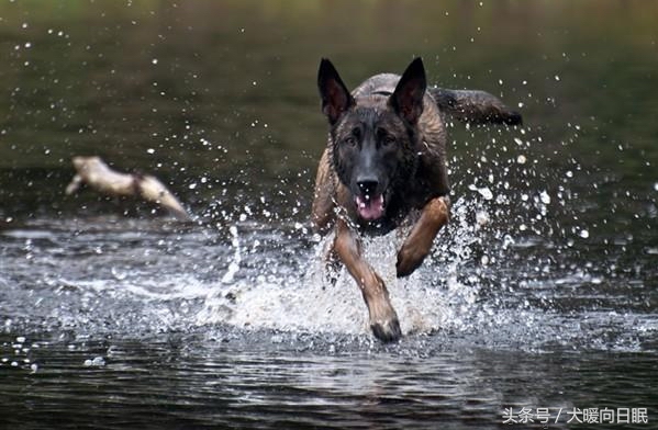马犬打针注意事项,马犬刚到家注意事项
