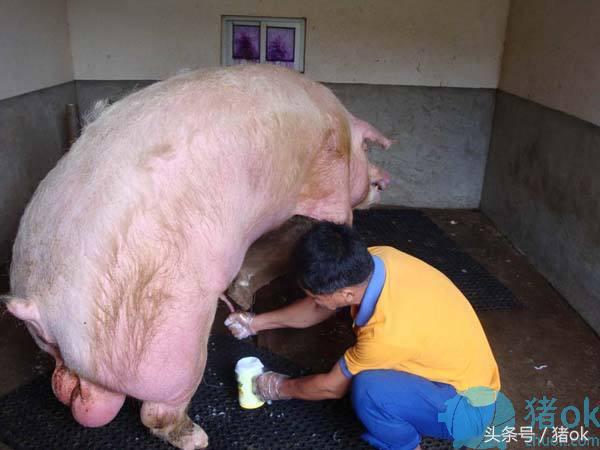 猪人工授精技术的步骤及方法,猪人工授精技术优势