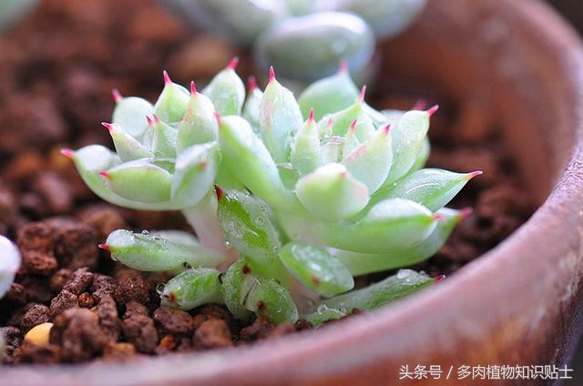 市场常见的多肉,多肉植物从哪儿买比较靠谱