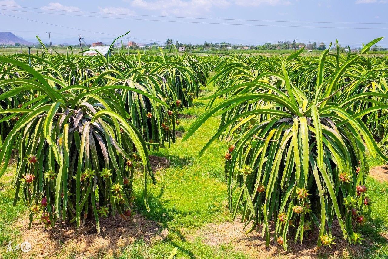火龙果为什么很难吃,火龙果个头不大怎么办