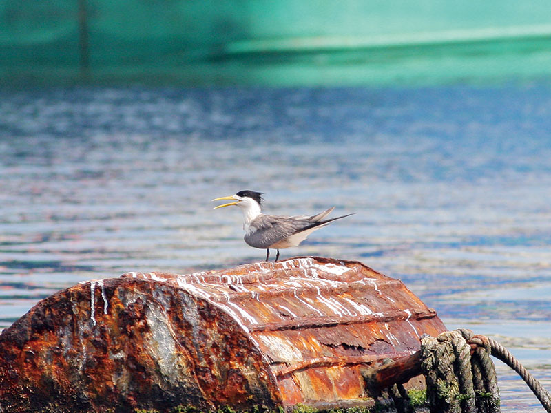 东海及台湾海峡：赤潮次数增加，优质鱼类减少