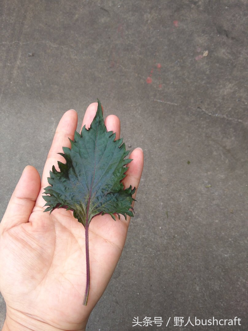 给孩子补充dha还需要补亚麻酸吗,想给孩子补充维生素和微量元素