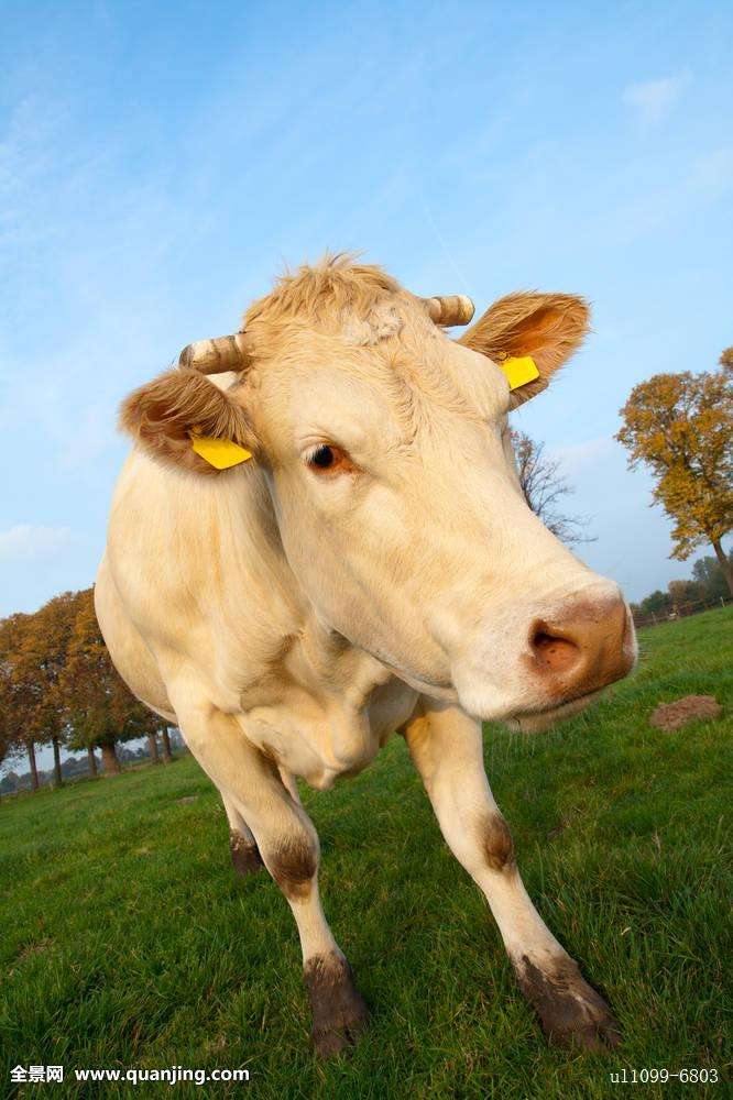 母牛头胎胎儿太大母牛难产怎么办,母牛难产的原因及常用的救助方法