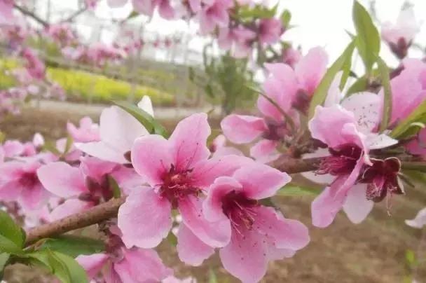 高邑处理结果的通报,高邑今年三奖一补还有吗