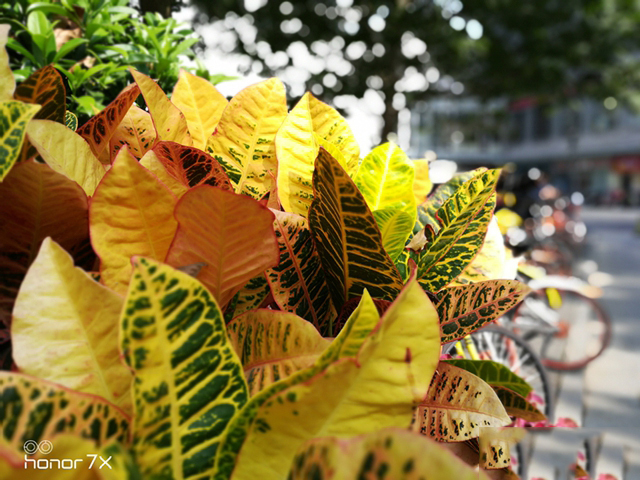 千元全面屏荣耀畅玩7x使用感受,千元机照样可以流畅王者吃鸡