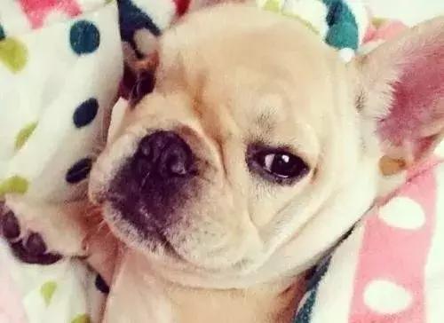 斗牛犬吃饭不嚼吗,为什么斗牛犬吃东西老是吐