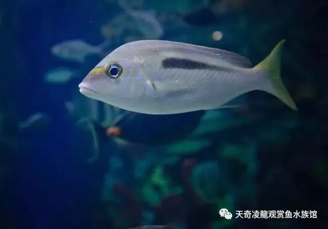 不换水的海水缸，放入新鱼就死，什么情况？