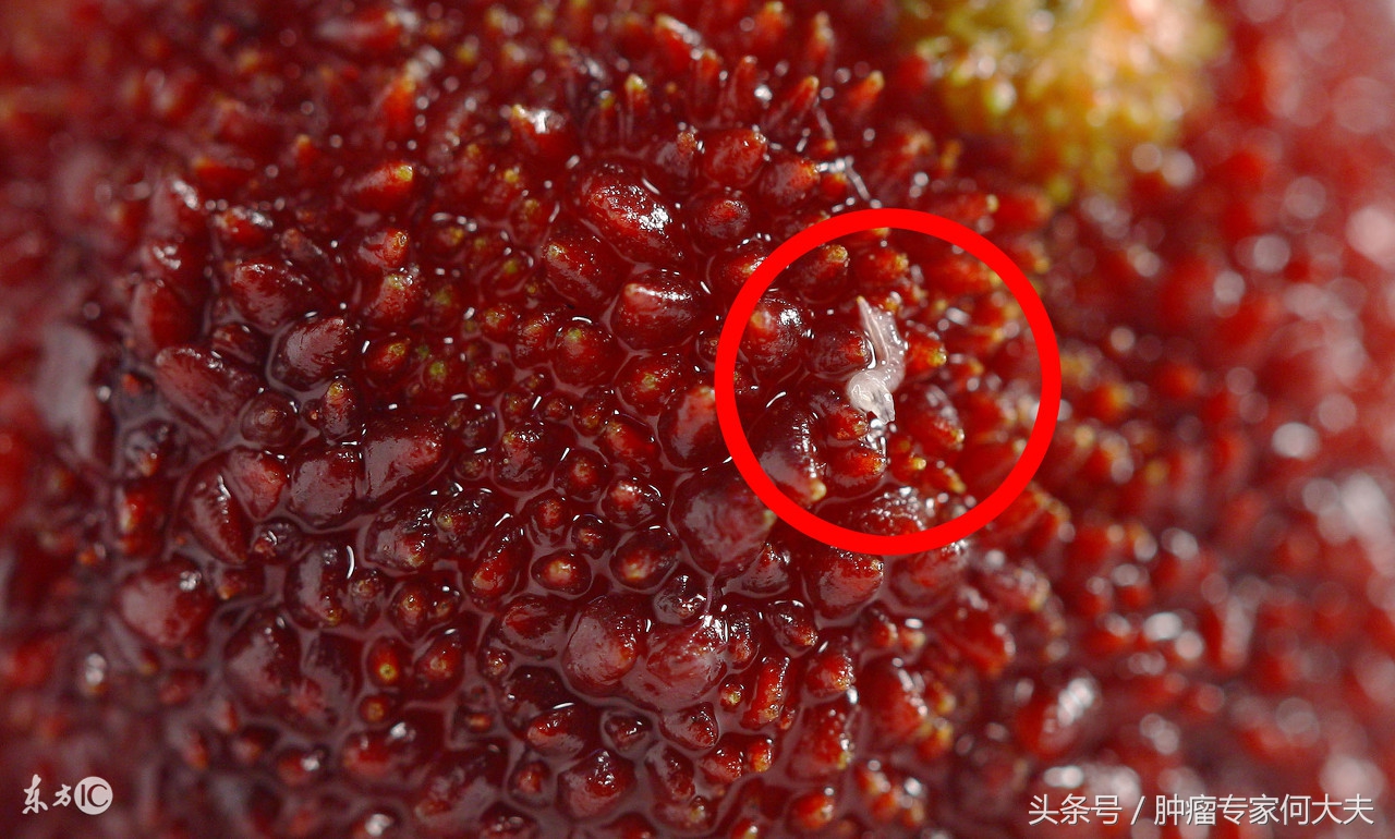 斑蝥治癌症配方,抗癌第一名中药斑蝥