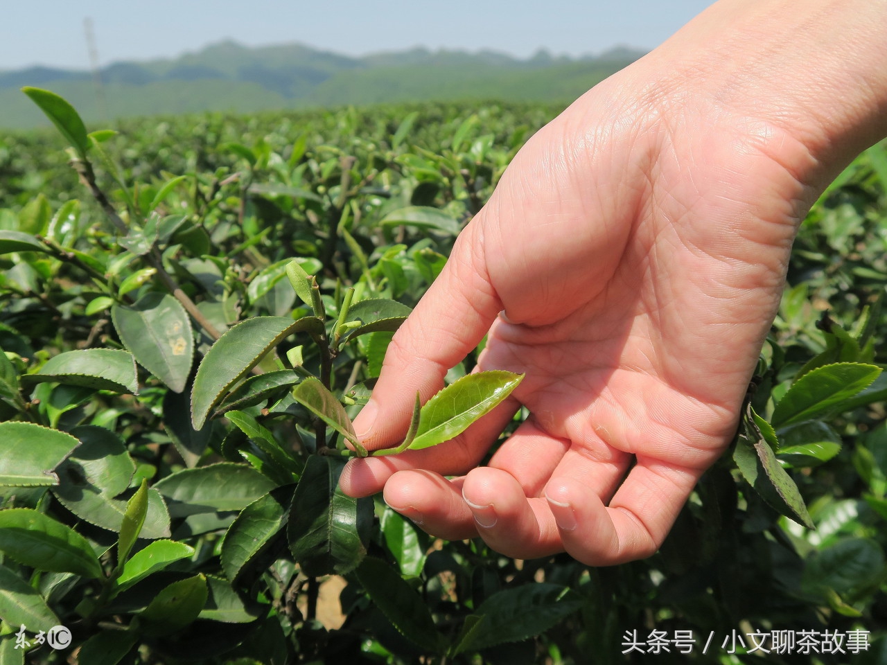 正山小种味道的特点,正山小种的香味及汤色口感