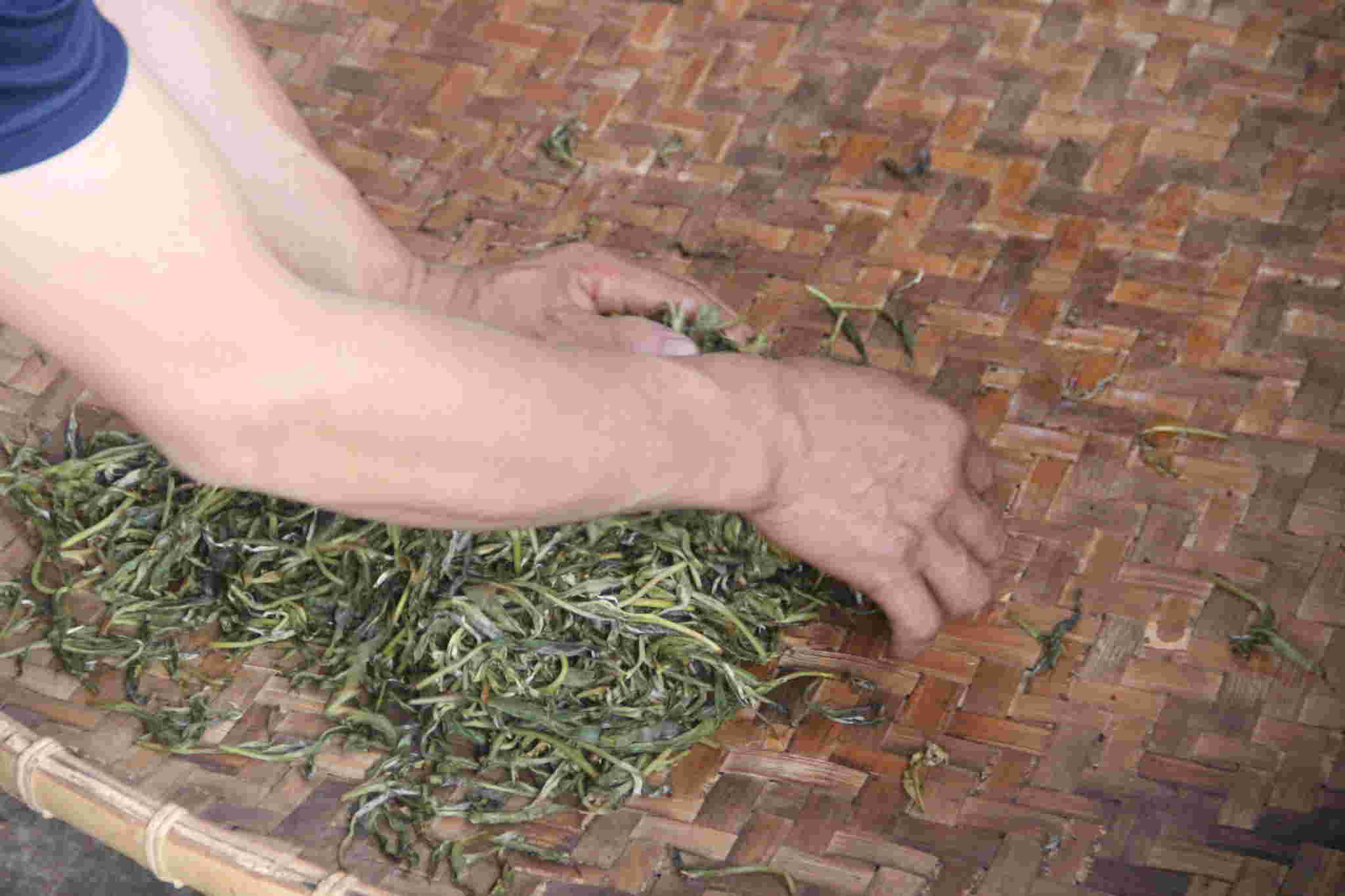 古树茶好喝吗视频,古树茶好在哪里