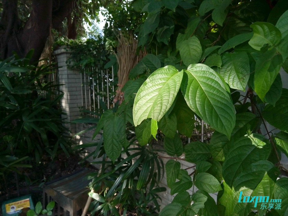 魅蓝6测评能不能流畅吃鸡,魅蓝note6上手测评