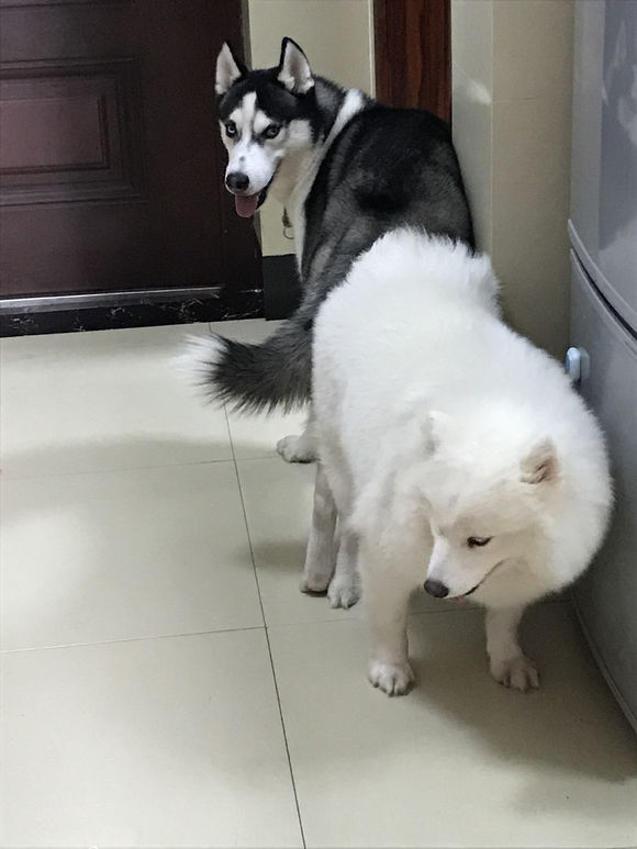 哈士奇被别的狗欺负了,哈士奇和萨摩耶的混种宝宝