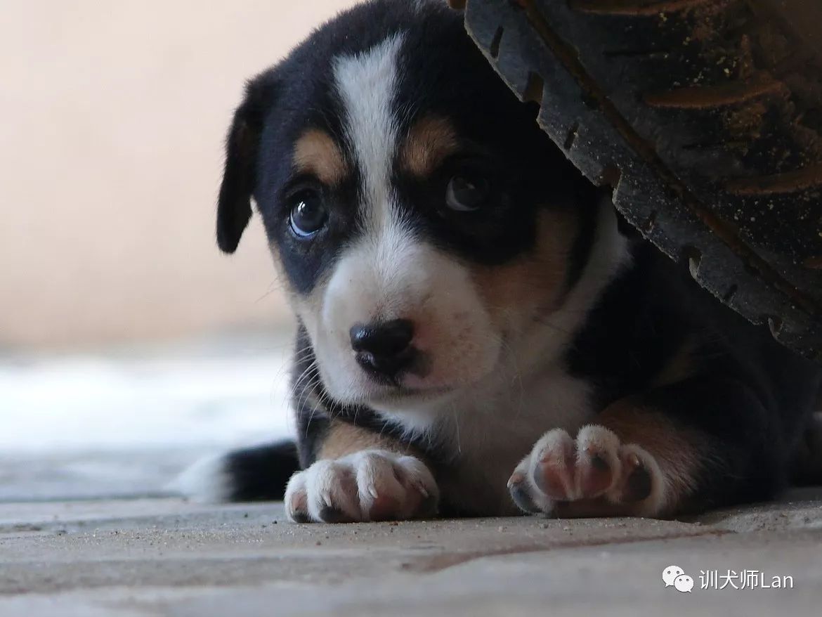 幼犬发育慢怎么回事,幼犬训练初期出现抵抗情绪