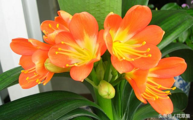 君子兰这些品种越养越值钱，看看你们养的君子兰到底值不值钱