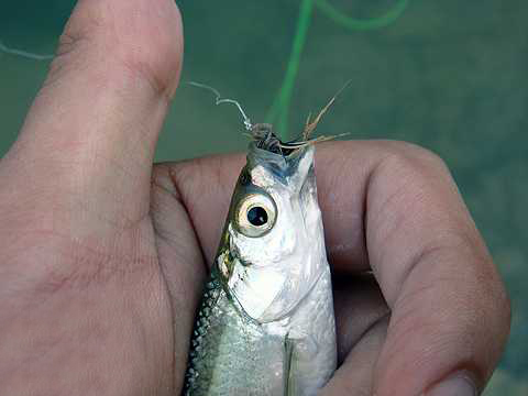野钓白条闹窝怎么调漂,野钓白条闹窝怎样配饵料