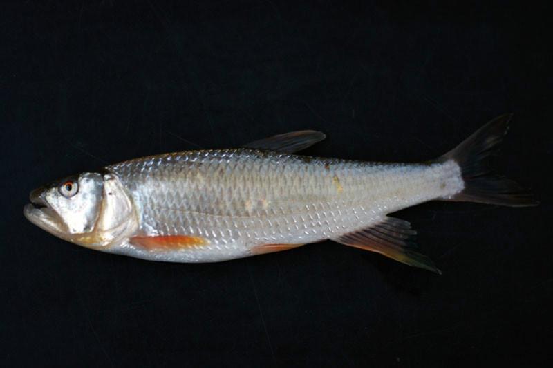 秋季钓白条的最佳方法,开春野钓小白条闹窝怎么办