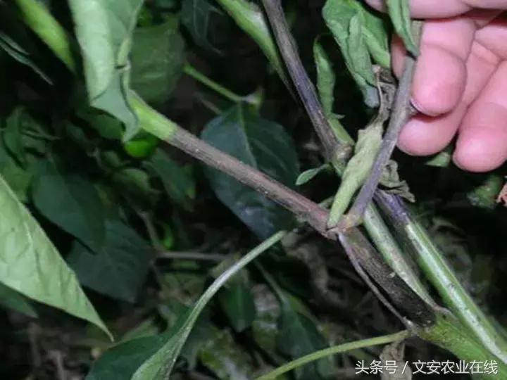 早疫病和晚疫病怎么区别,哪些病害属于晚疫病