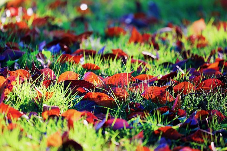 去东湖逛一圈,夏天去东湖哪个景区好玩