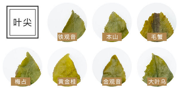 铁观音颜色深还是浅好,铁观音本种和色种的区别