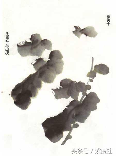 国画中球形菊花怎么画好看,名家画菊花的简单画法