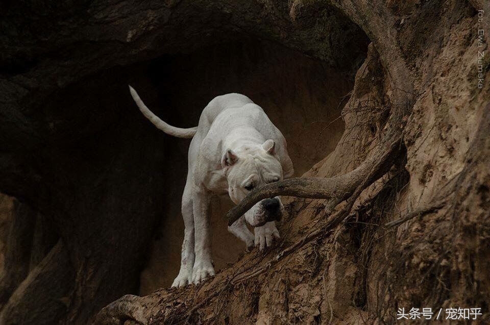 杜高犬在国内为什么会被淘汰呢,杜高犬的弱点
