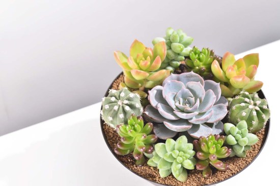 最好养的蓝色多肉,蓝石莲蓝色多肉