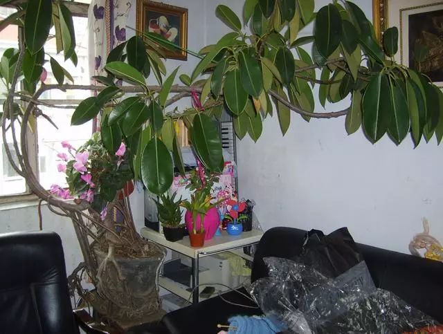 秋季对咽喉保养最好方法,秋冬嗓子疼多吃什么水果