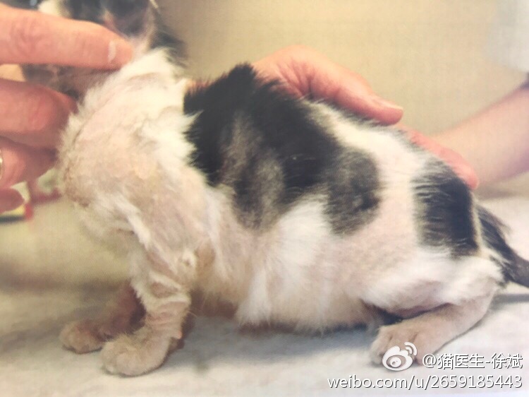 如何预防猫癣传人,家庭怎么预防猫藓