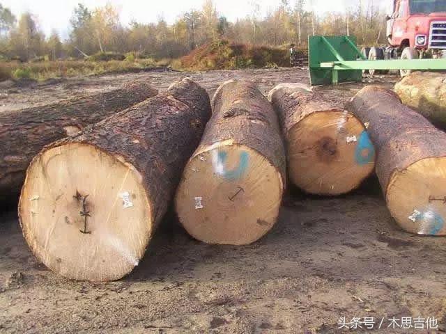 吉他面板什么木材好,最适合做吉他面板的木材