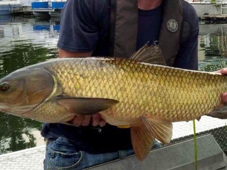怎样自制抛竿鲢鳙饵料,有配方去哪里做鱼饵