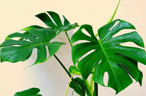 秋季对咽喉保养最好方法,秋冬嗓子疼多吃什么水果