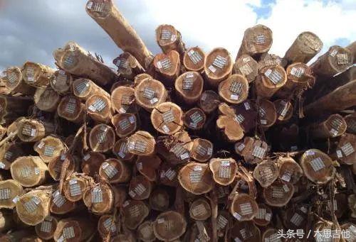 吉他面板什么木材好,最适合做吉他面板的木材