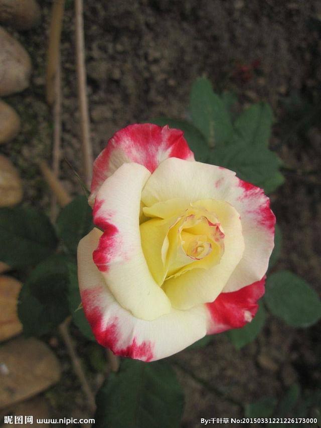 各个颜色玫瑰花的花语是什么呢,各种颜色玫瑰花所代表的花语