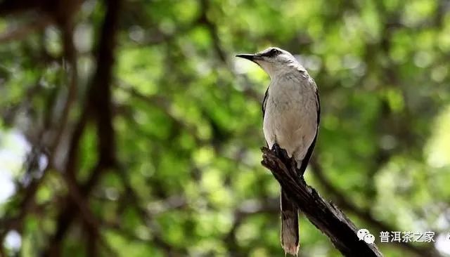 白莺山古树普洱茶价格,2024年白莺山普洱茶怎么样