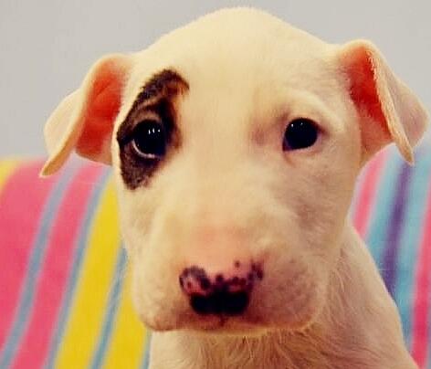 牛头梗的优点是什么,牛头梗有哪些品质