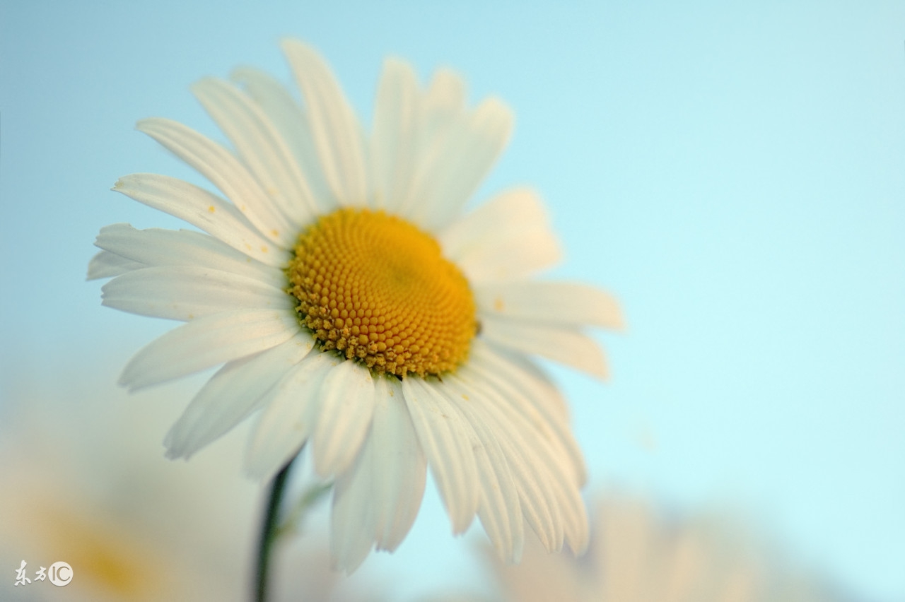 2003年属羊男孩的最佳婚配属相,91年属羊男和哪个属相的女孩婚配