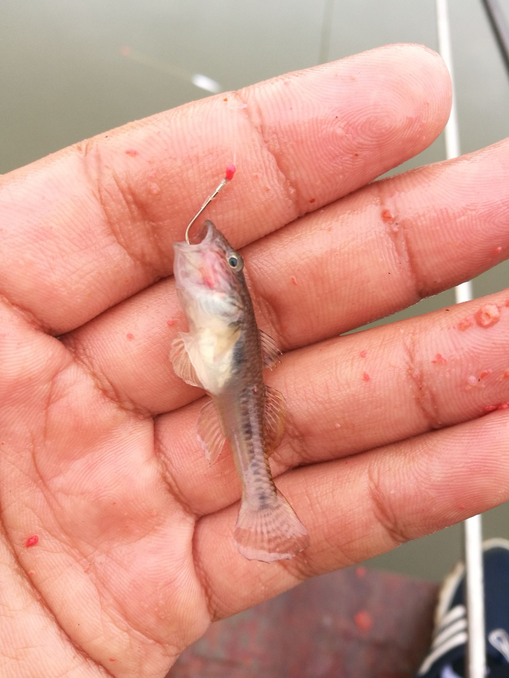 钓鲫鱼浮漂如何收竿,鱼坑钓鲫鱼规避大鱼技巧