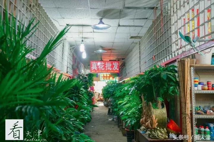 天津宝鸡道花鸟鱼虫市场地铁,宝鸡道花鸟鱼虫市场天津
