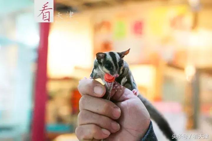 天津宝鸡道花鸟鱼虫市场地铁,宝鸡道花鸟鱼虫市场天津