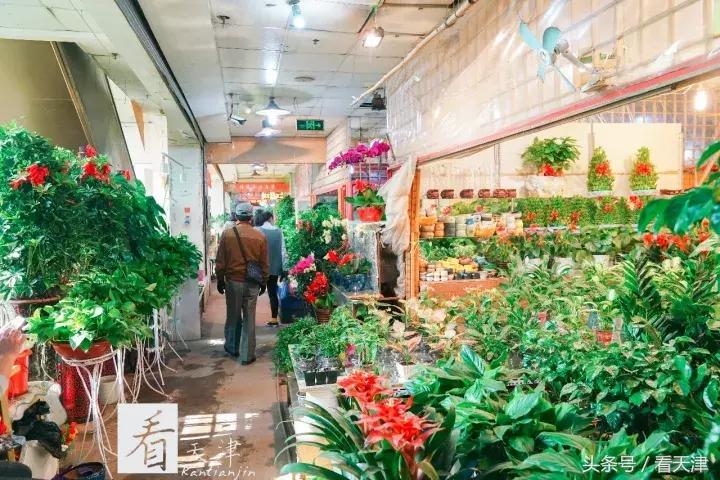 天津宝鸡道花鸟鱼虫市场鹦鹉全吗,天津市宝鸡道花鸟鱼虫市场文玩