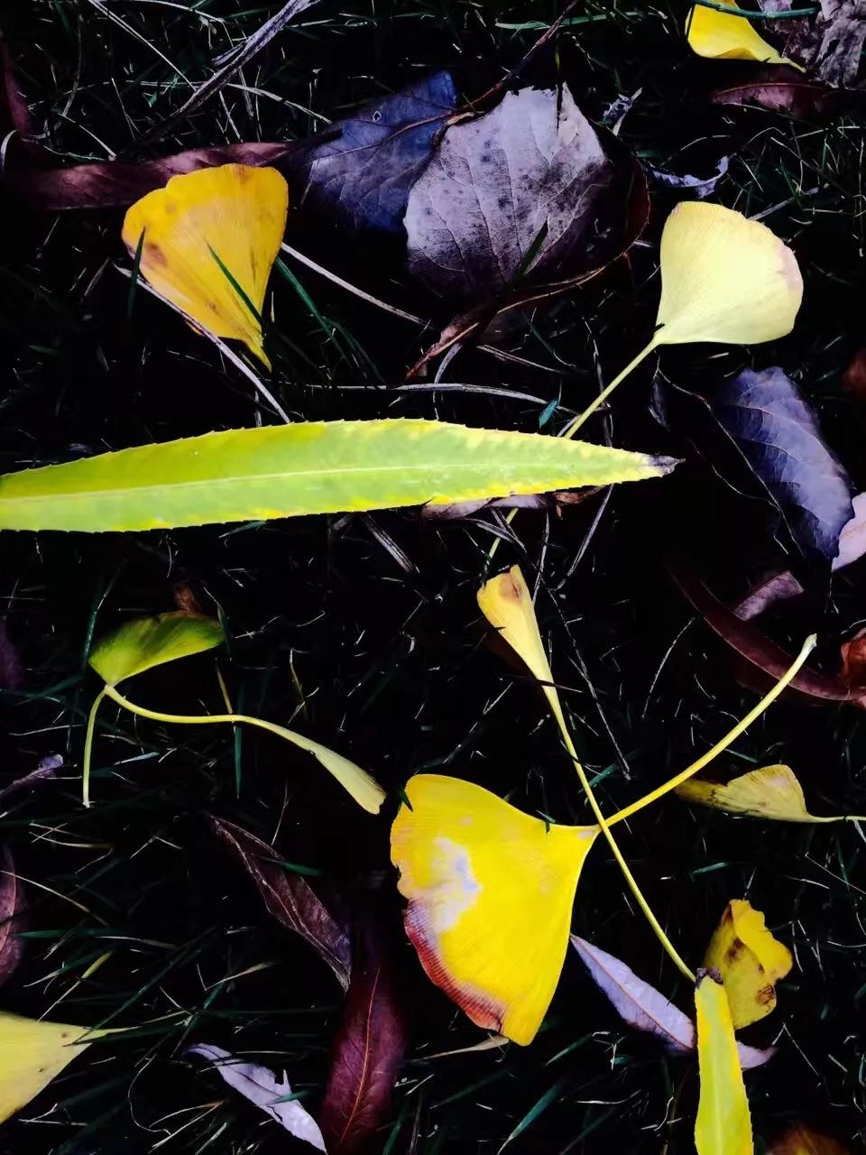 手机摄影作品也可以美不胜收,秋天手机摄影作品欣赏